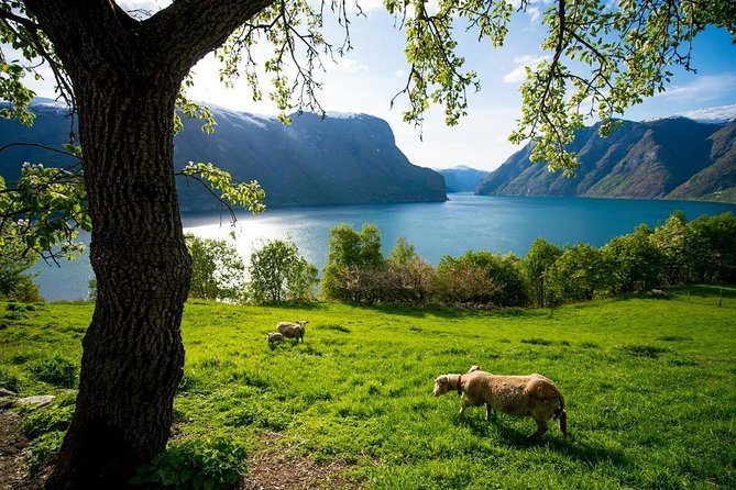 Undredal Stave Church, Nærøyfjord Cruise & Goat Cheese Causerie - Fjord Cruise and Goat Cheese Tasting