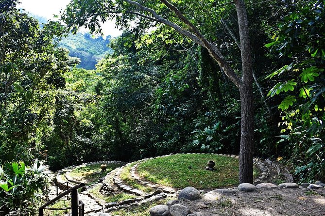 Unearth Indigenous Wisdom and Hike Through Lush Rainforest - Tour Overview