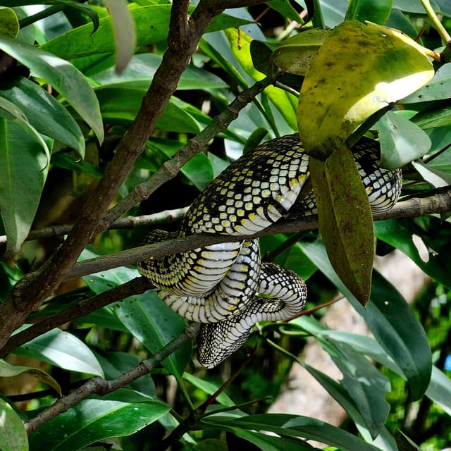 UNESCO Geopark Mangrove Tour Langkawi - Weather Considerations