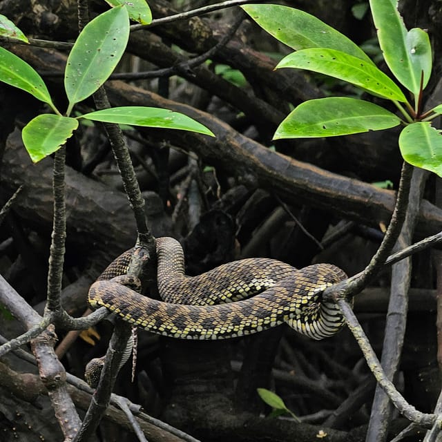 UNESCO Geopark Mangrove Tour Langkawi - Group Size and Pricing