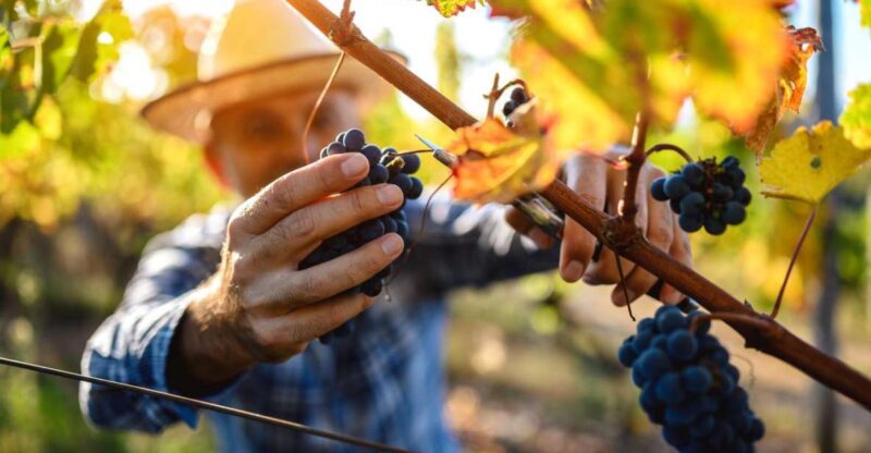 UNESCO Heritage and Wine Delights Private Tour From Bordeaux - Chateau Wine Tasting