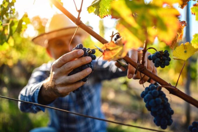 UNESCO Heritage and Wine Delights Private Tour From Bordeaux - Guided Wine Tastings