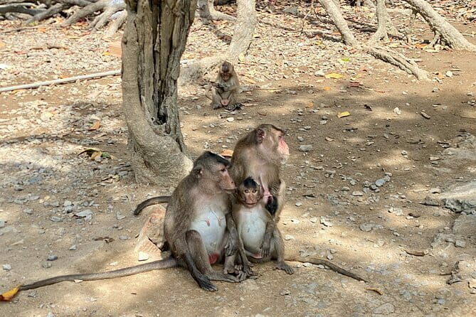 UNESCO Listed Can Gio Mangrove and Monkey Island trek - The Itinerary and What You Can Expect