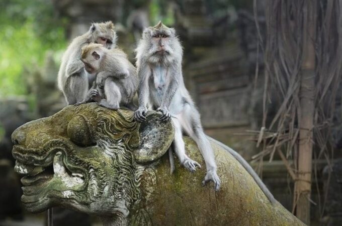 UNESCO: Tanah Lot, Ulundanu Temple, Monkey Forest-Jatiluwih - Discover Floating Ulundanu Temple