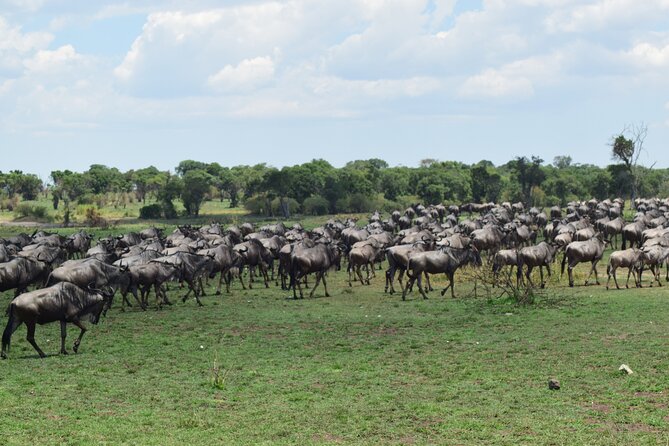 Unforgettable 4 Days Tanzania Private Budget Safari Tour - Booking and Pricing