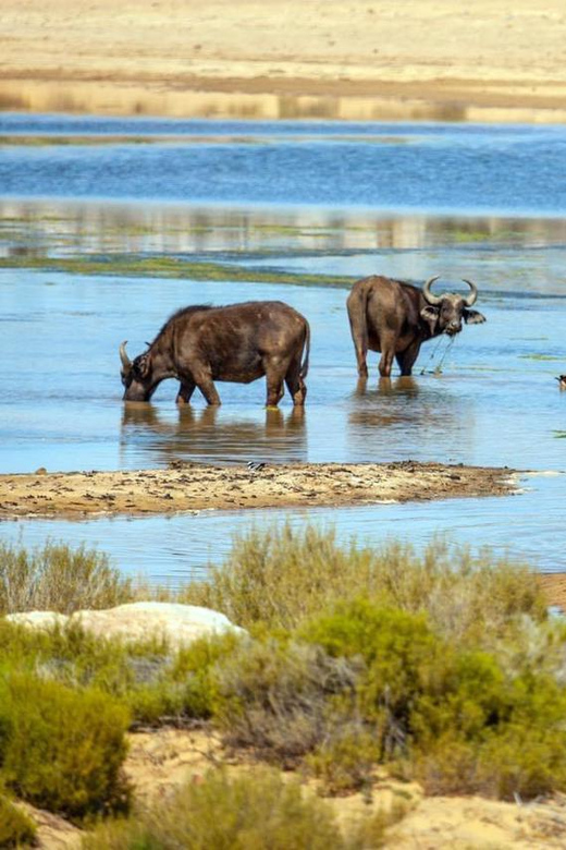 Unforgettable African Wildlife in Aquila Safari Private Tour - Key Points