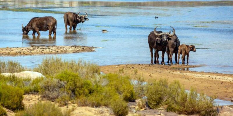Unforgettable African Wildlife in Aquila Safari Private Tour - Wine Tasting and Local Produce