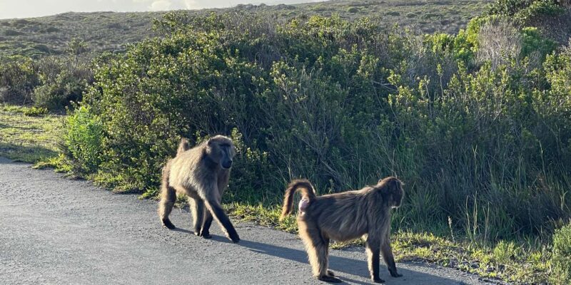 Unforgettable African Wildlife in Aquila Safari Private Tour - Outdoor Activities and Scenic Views