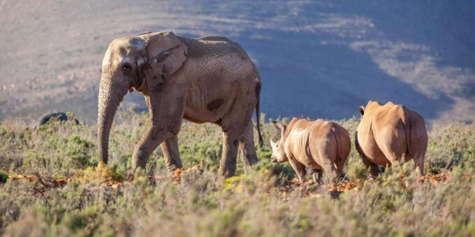 Unforgettable African Wildlife in Aquila Safari Private Tour - Pickup Locations and Travel Time