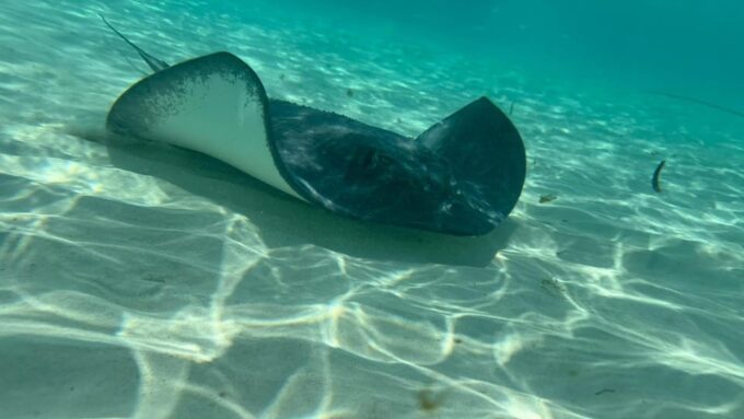 Unforgettable Francophone Excursion Cozumel El Cielo and Turtle - What to Bring