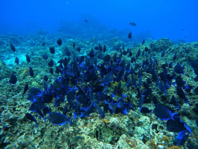 Unforgettable Francophone Excursion Cozumel El Cielo and Turtle - Accessibility Inquiries