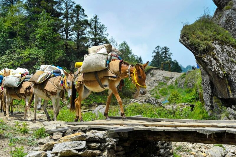 Unforgettable Horseback Riding Adventure Pokhara - Safety and Support