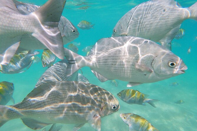 Unforgettable Snorkeling Activity in the Sea of Cortes - Pickup and Accessibility