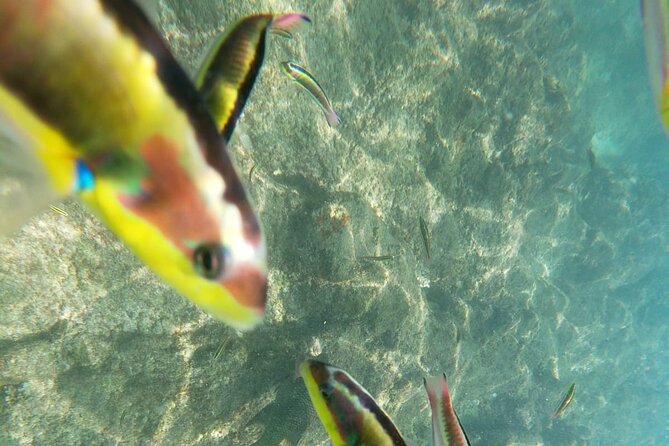 Unforgettable Snorkeling Activity in the Sea of Cortes - Booking Information and Policies