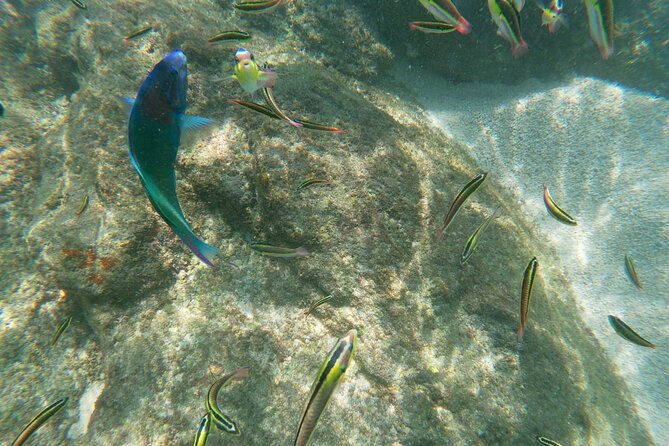 Unforgettable Snorkeling Activity in the Sea of Cortes - Preparing for the Snorkeling Adventure