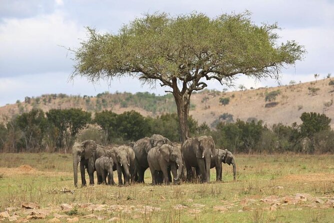 Unforgettable Tanzania Safari And Zanzibar Beach - 4x4 Jeep Transportation