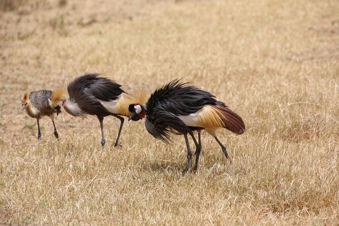 Unforgettable Tanzania Safari And Zanzibar Beach - Park Fees and Full Board Meals