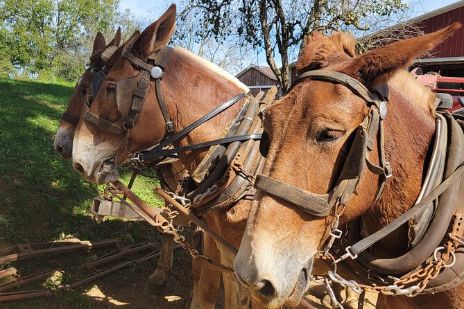 Unique Amish Immersion in Lancaster - Amish-Owned Creamery