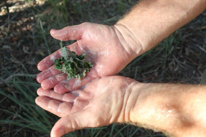Unique and Personal BushTracks Eco Tour in Agnes Water 1770 - FAQ