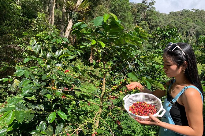 Unique Dalat Forest Coffee Harvest, Production & River Experience - Good To Know