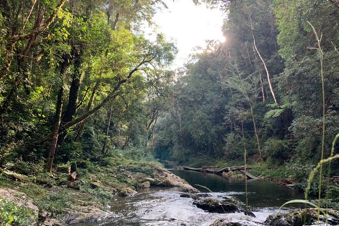 Unique Dalat Forest Coffee Harvest, Production & River Experience - Freshly Brewed Coffee Tasting Experience