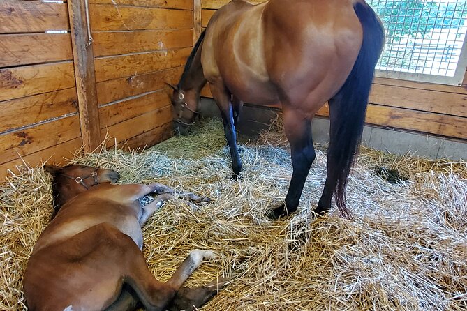 Unique Horse Farm Tours With Insider Access to Private Farms - Just The Basics