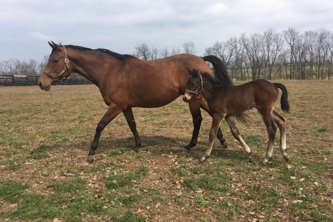 Unique Horse Farm Tours With Insider Access to Private Farms - Meeting Point and Accessibility
