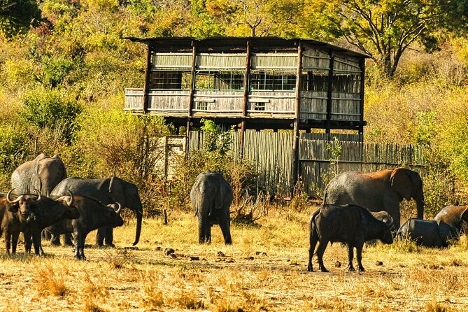 Unique Safari Game Drives in Zambezi National Park, 4 Options - Whats Included in the Experience