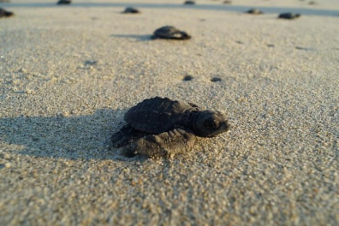 Unique Turtle Sanctuary & Sunset Experience - Key Points
