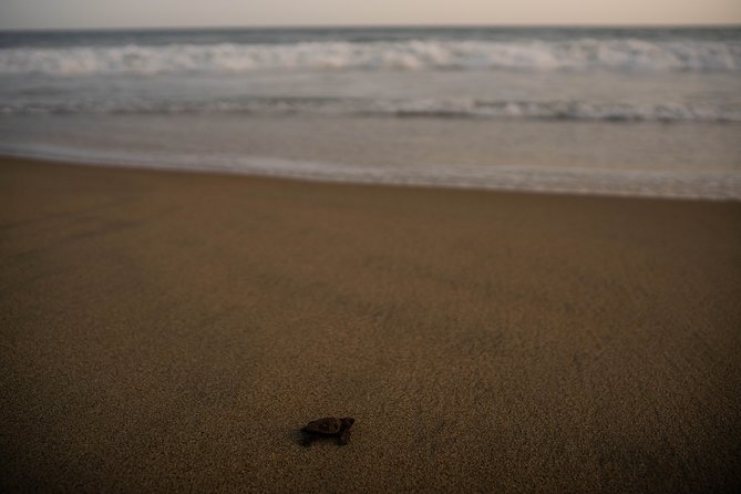 Unique Turtle Sanctuary & Sunset Experience - Positive Guest Reviews