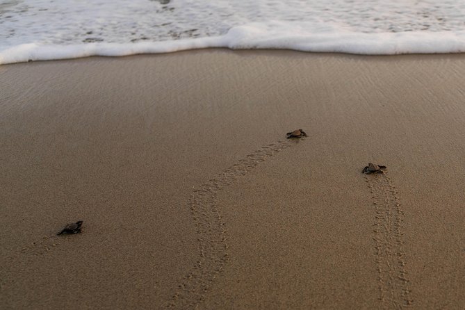 Unique Turtle Sanctuary & Sunset Experience - Turtle Sanctuary Highlights