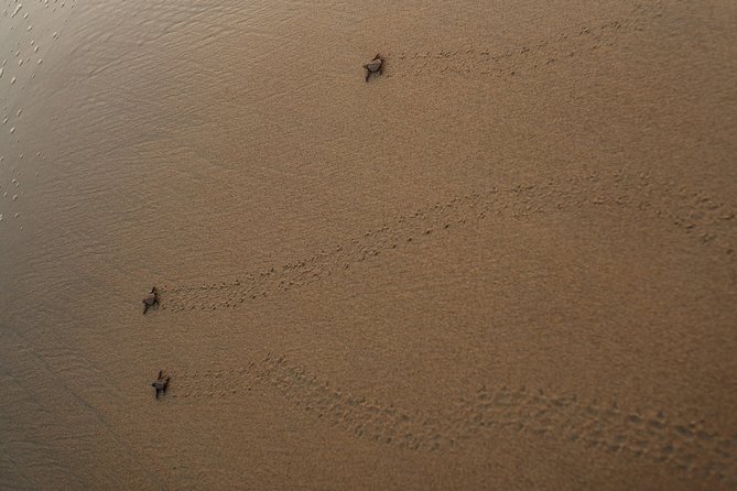Unique Turtle Sanctuary & Sunset Experience - Sunset Viewing Opportunity