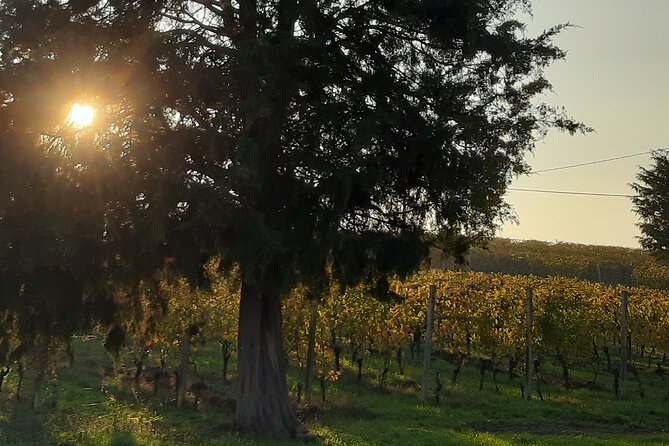 Unique Wine Tasting at the Winery of the Marchesi Incisa Della Rocchetta - Pairing With Piedmontese Specialties
