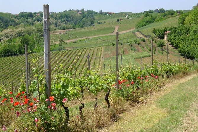 Unique Wine Tasting at the Winery of the Marchesi Incisa Della Rocchetta - Accessibility and Infant Accommodations
