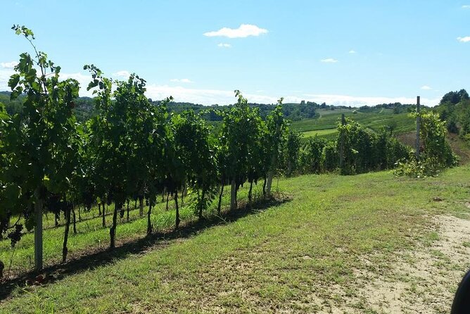 Unique Wine Tasting at the Winery of the Marchesi Incisa Della Rocchetta - Booking Information and Policies