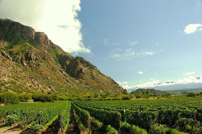 Unveiling Cafayate: Premium Wine Road Adventure - Wineries and Tastings
