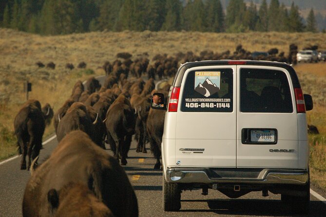 Upper Loop Tour and Lamar Valley From West Yellowstone With Lunch - Small-Group Experience