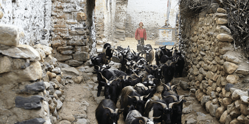 Upper Mustang Jeep Tour - Inclusions