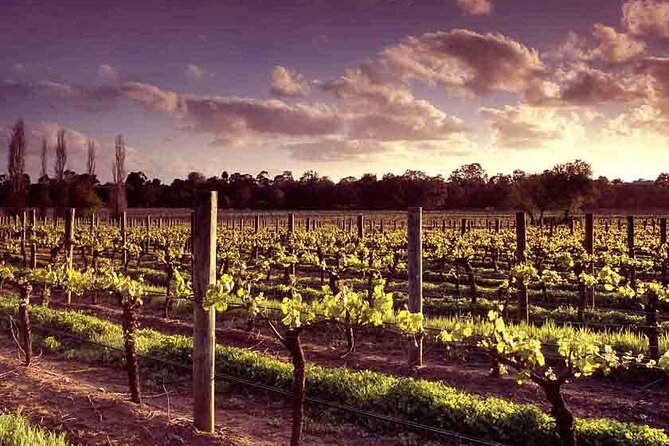 Upper Reach Winery: Swan Valley Winery and Vineyard Tour - Accessibility and Policies