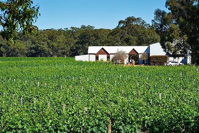 Upper Reach Winery: Swan Valley Winery and Vineyard Tour - Customer Reviews and Ratings