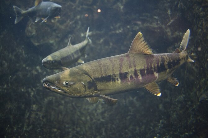 Upstream Viewing Tour of the Chitose River to Experience Salmon Culture - Cancellation Policy