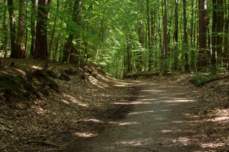 Usedom: Day Trip to Wolin National Park - Private Transport - Highlights and Experience