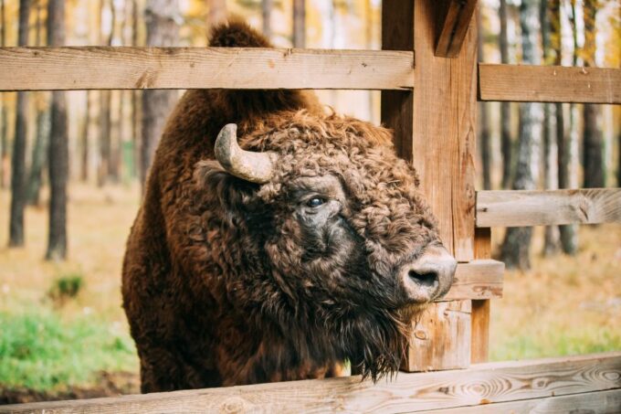 Usedom: Day Trip to Wolin National Park - Private Transport - Park Exploration
