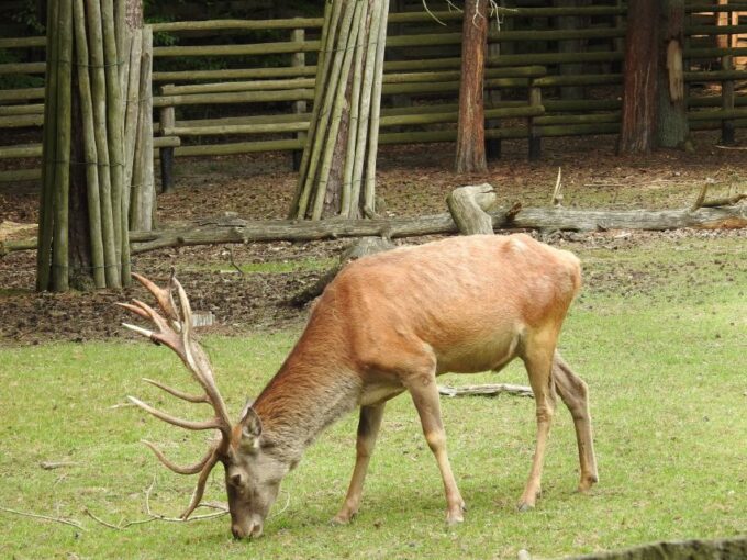 Usedom: Day Trip to Wolin National Park - Private Transport - Scenic Viewpoints
