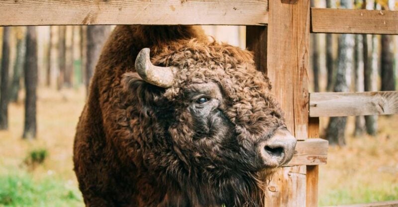Usedom: Day Trip to Wolin National Park - Private Transport - Frequently Asked Questions