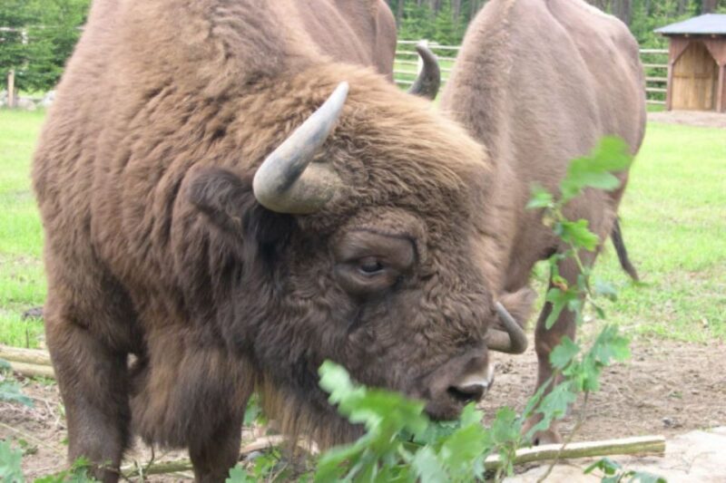 Usedom: Nature Park Tour - Key Points