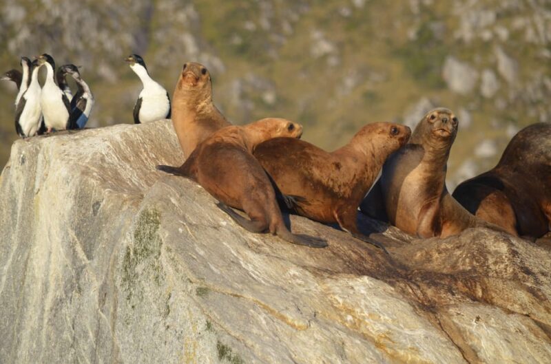 Ushuaia: Beagle Channel Navigation - Highlights and Itinerary