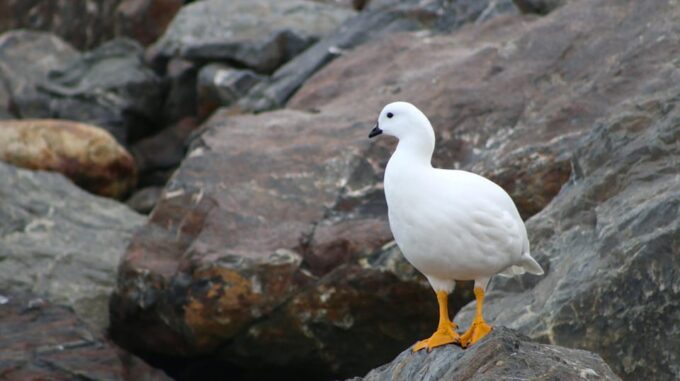 Ushuaia: Beagle Channel Navigation - Marine Life and History