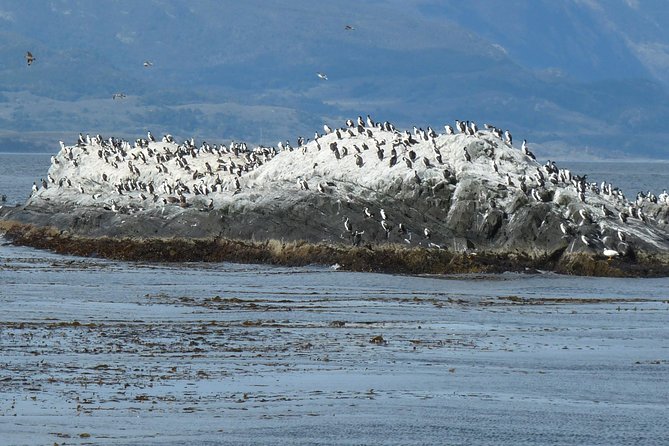 Ushuaia: Beagle Channel Navigation to the Penguin Colony - Wildlife and Scenic Highlights