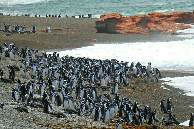 Ushuaia: Beagle Channel Navigation to the Penguin Colony - Customer Feedback and Ratings